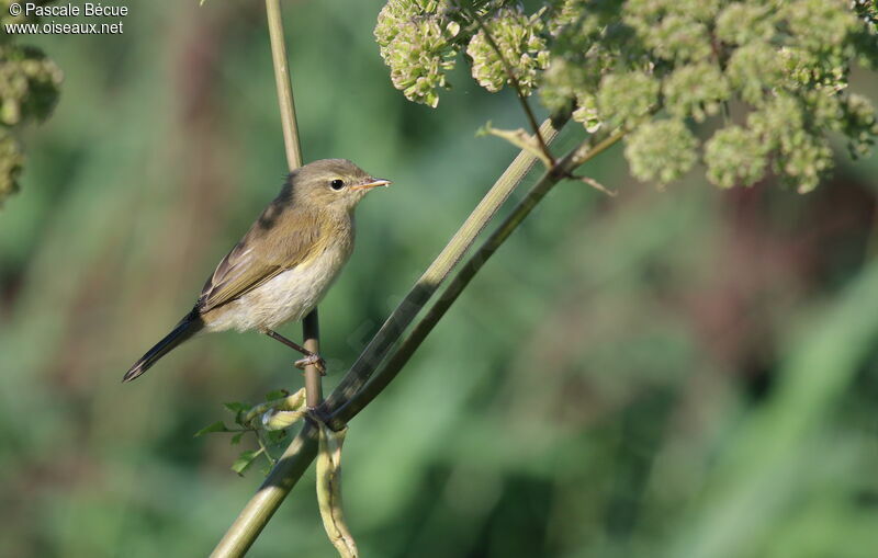 Pouillot véloceimmature