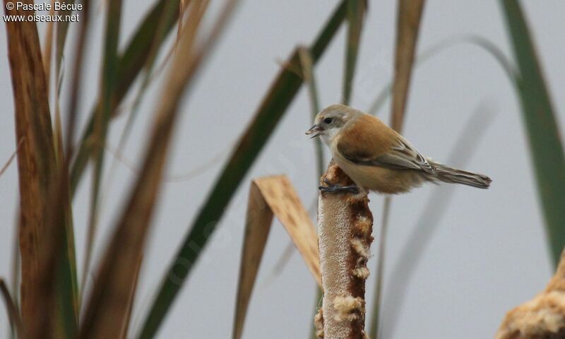 Rémiz penduline