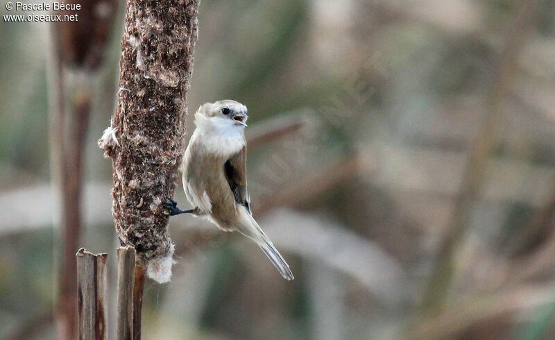 Eurasian Penduline Tit