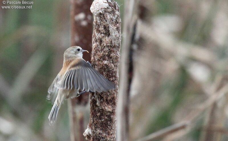 Rémiz penduline