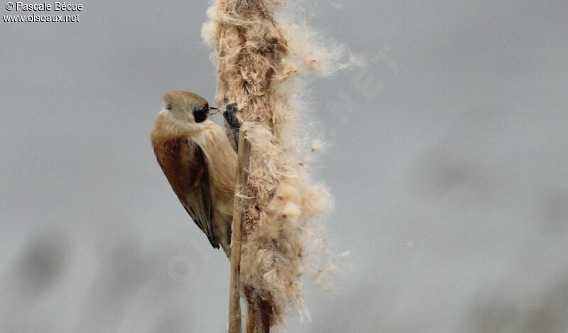 Eurasian Penduline Tit