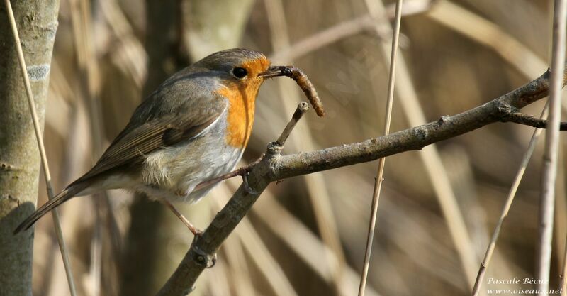 European Robinadult