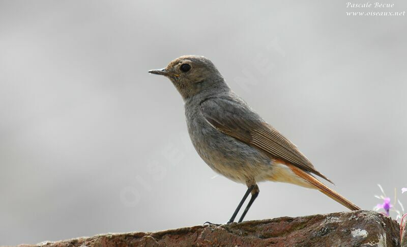 Black Redstart female adult