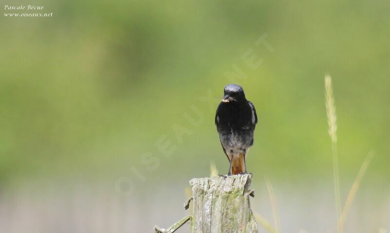 Black Redstart male adult