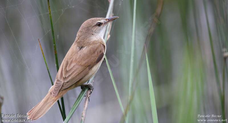 Great Reed Warbleradult, identification