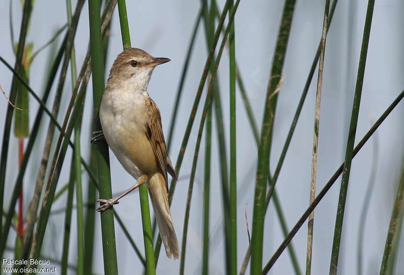 Great Reed Warbleradult, Behaviour