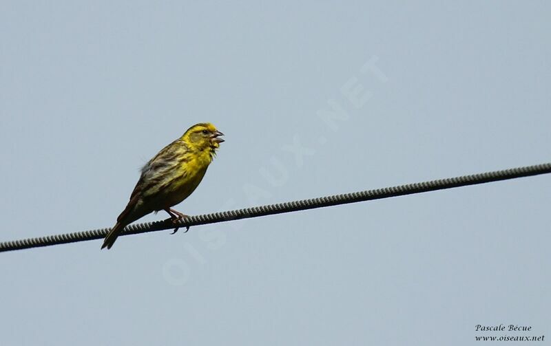 European Serin male adult