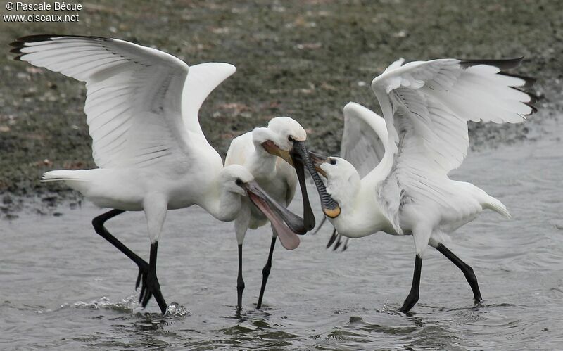 Eurasian Spoonbill, Behaviour