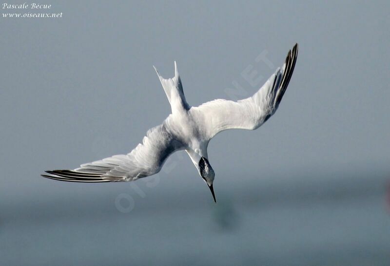 Sandwich Tern