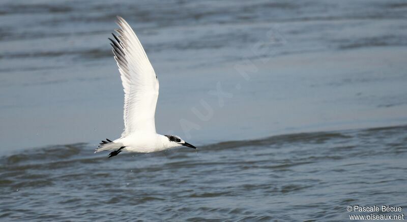 Sandwich Tern