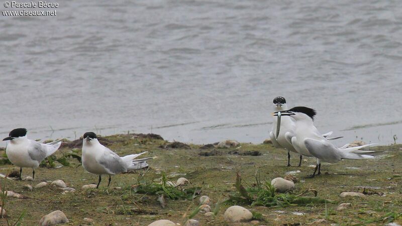 Sandwich Tern