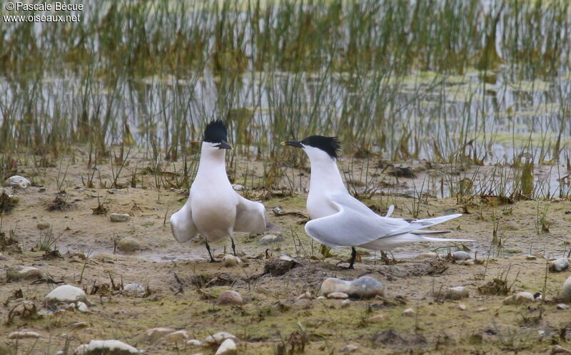 Sandwich Ternadult breeding, courting display