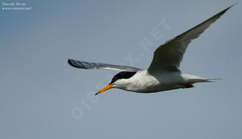 Little Ternadult, Flight