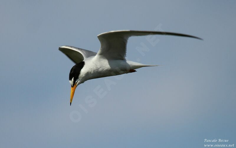 Little Tern, Flight