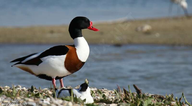 Common Shelduck male adult breeding