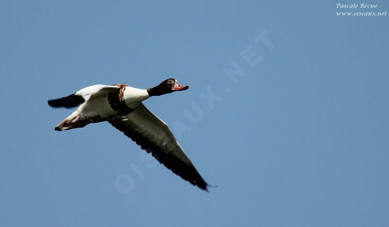 Common Shelduck female adult, Flight