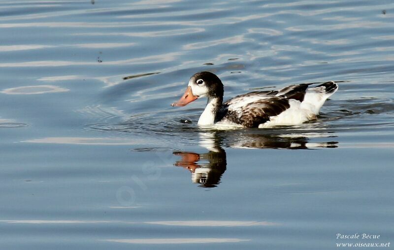 Common Shelduckjuvenile