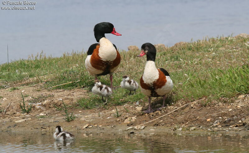 Common Shelduck