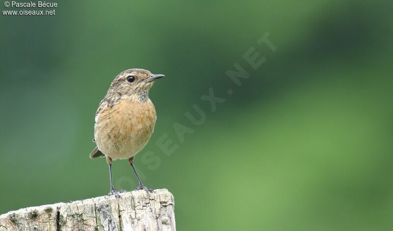 European Stonechat female adult