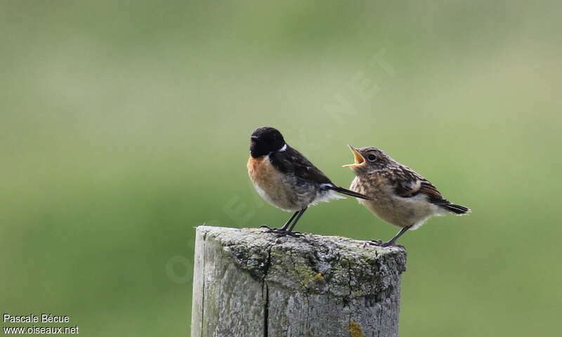 European Stonechat, Reproduction-nesting