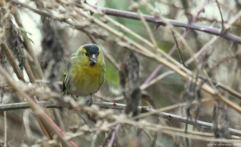 Eurasian Siskin male adult