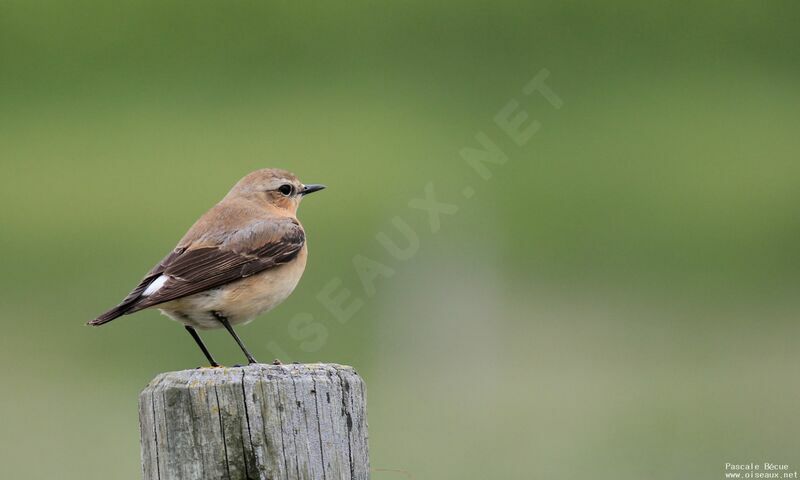 Northern Wheatear female adult