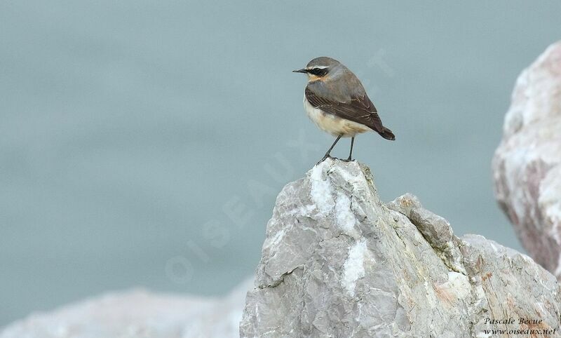 Northern Wheatear male adult