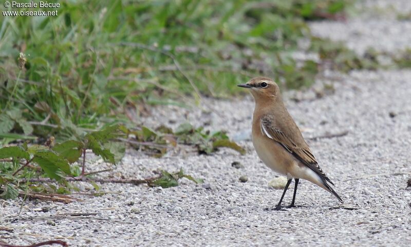 Northern Wheatear female adult