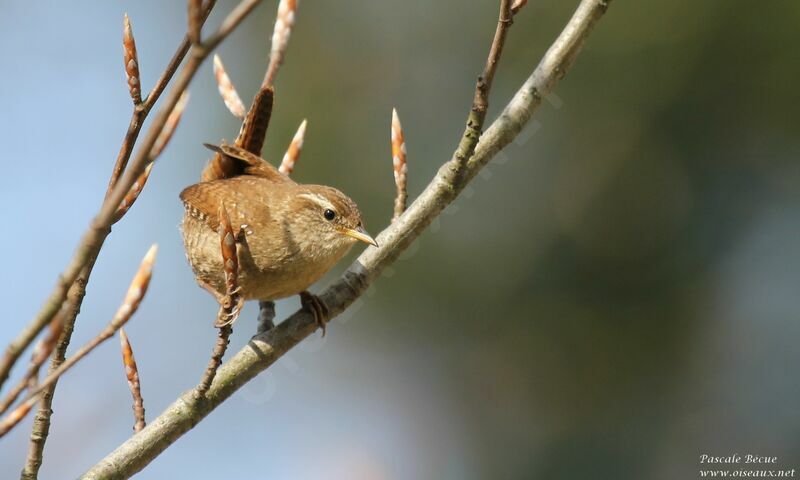 Eurasian Wrenadult