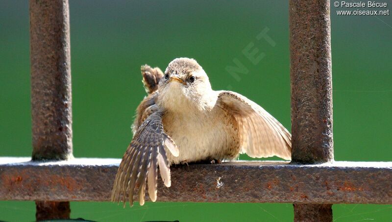 Troglodyte mignon, Comportement