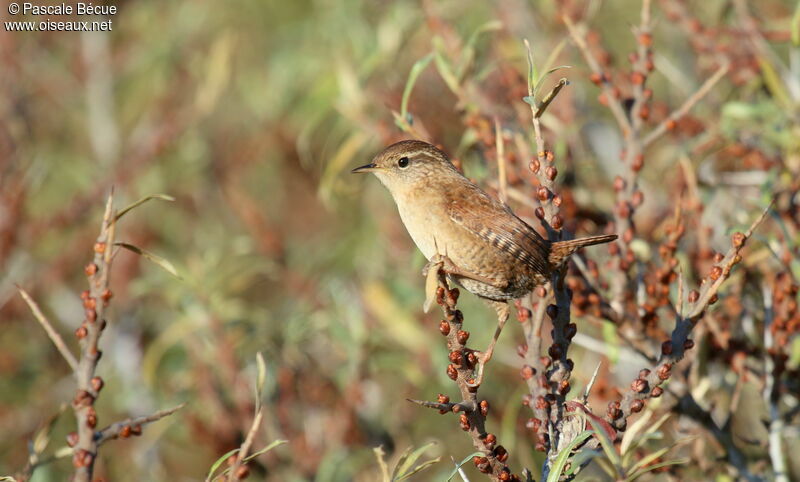 Troglodyte mignonadulte, identification