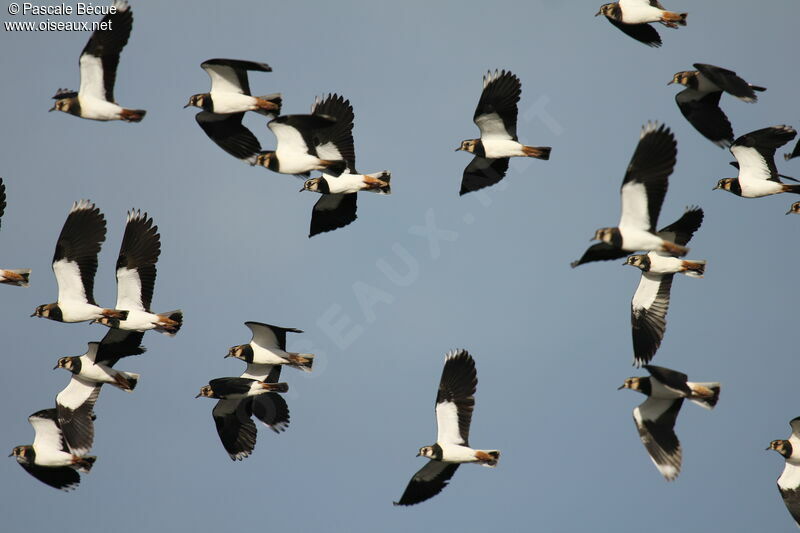 Northern Lapwing