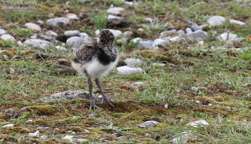 Northern Lapwingjuvenile