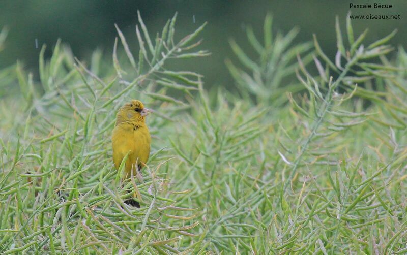 European Greenfinch male adult