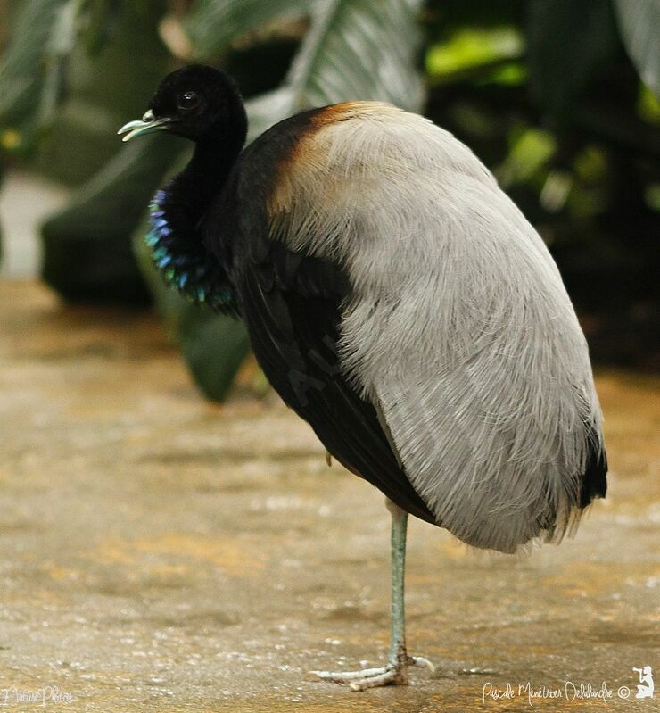 Grey-winged Trumpeter