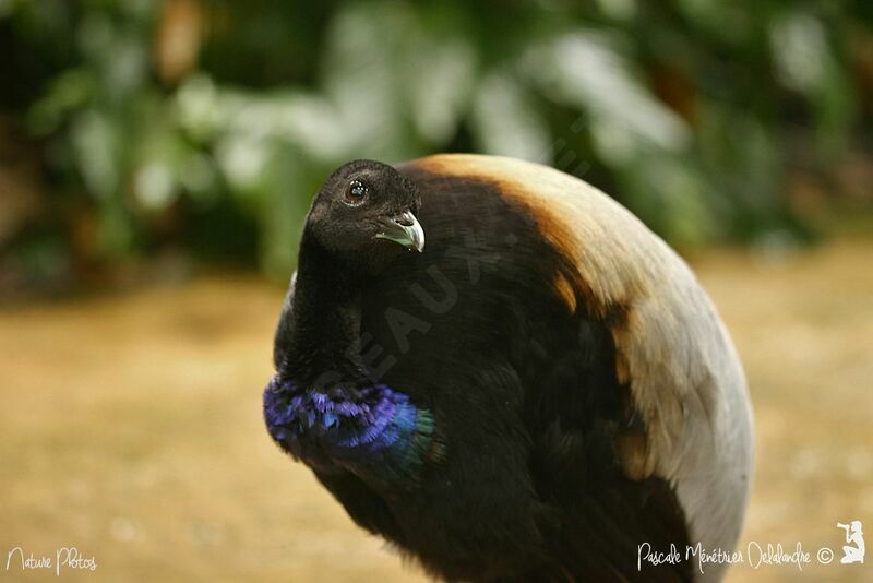 Grey-winged Trumpeter