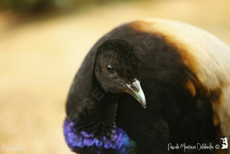 Grey-winged Trumpeter