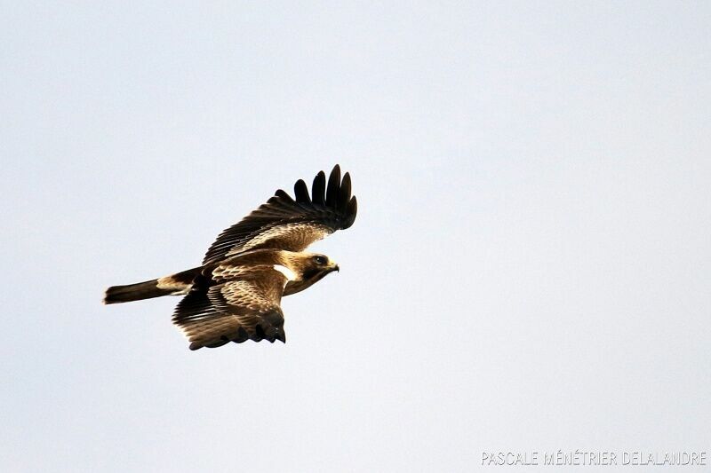 Booted Eagle