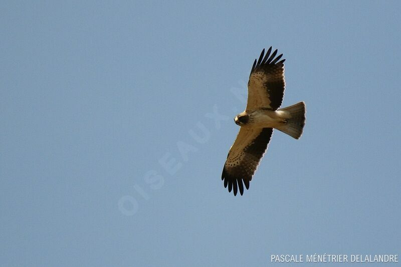 Booted Eagle