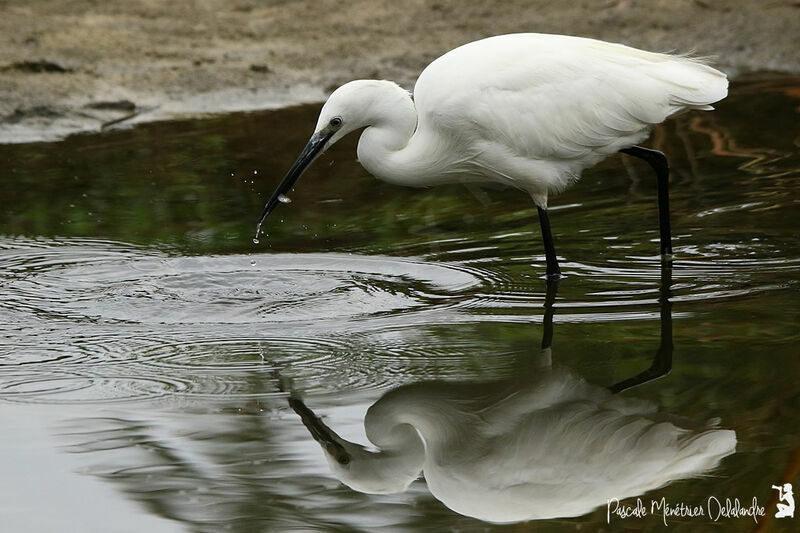 Aigrette garzette