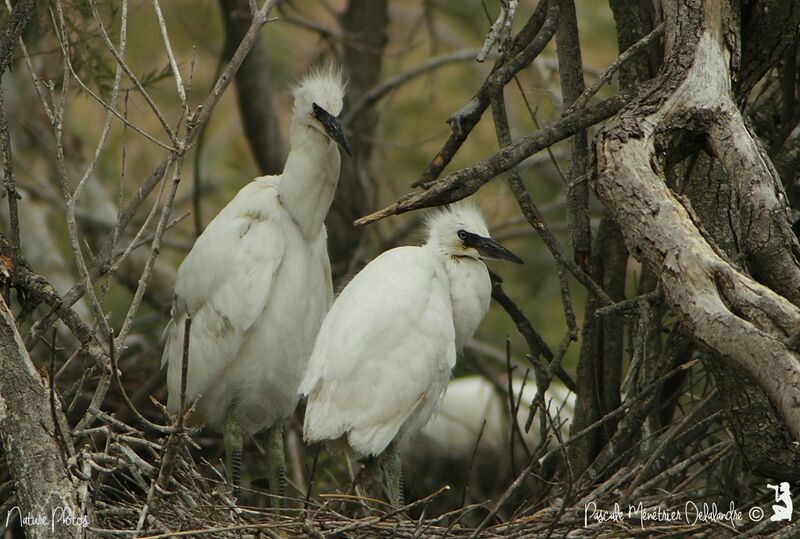 Little Egretjuvenile