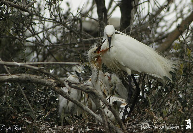 Aigrette garzette