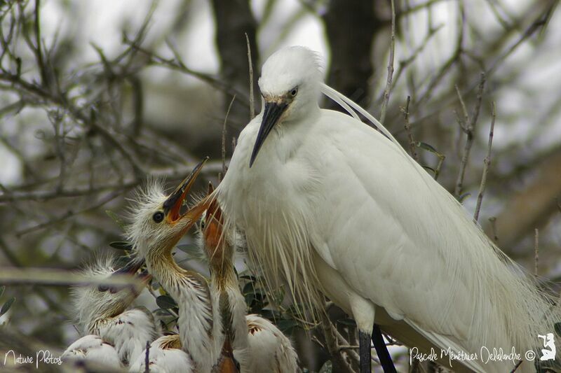 Little Egret