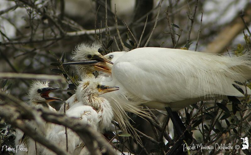 Little Egret