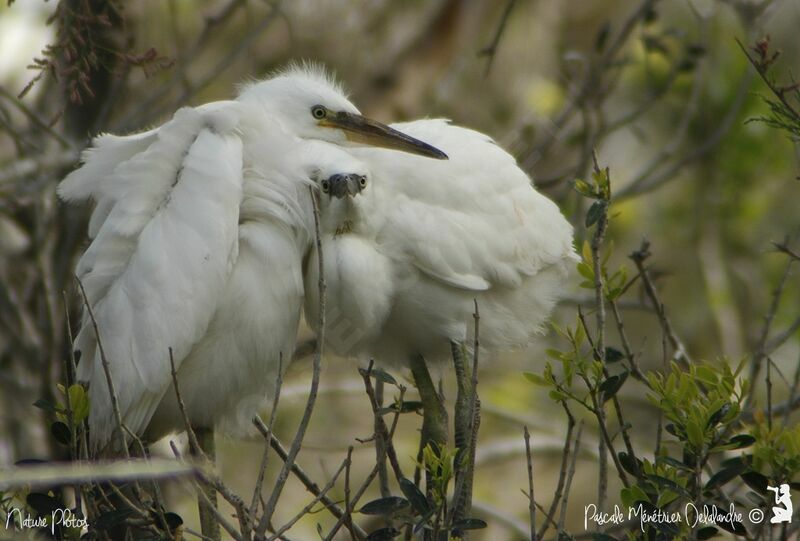 Aigrette garzettejuvénile