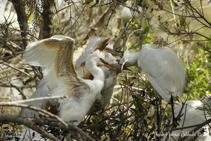 Little Egret