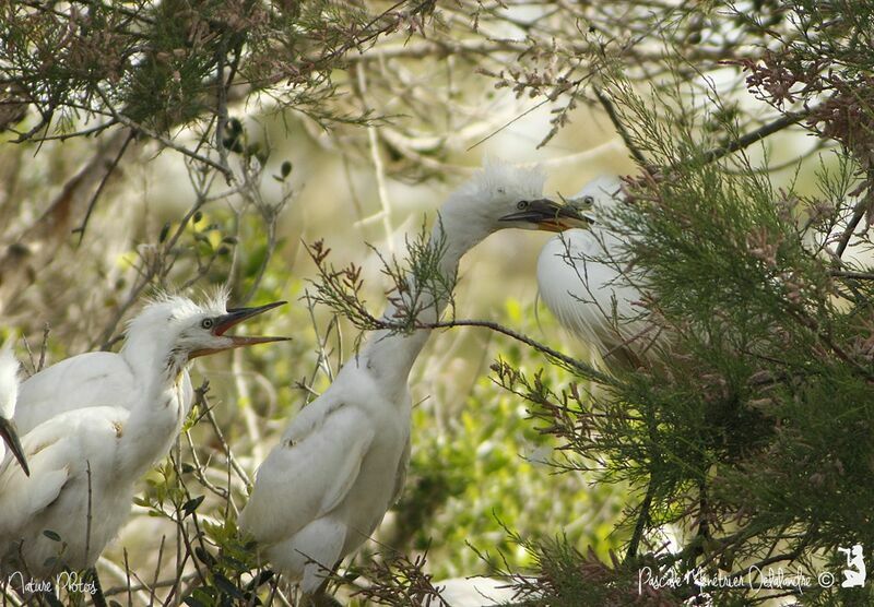 Little Egret