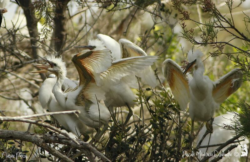 Little EgretPoussin