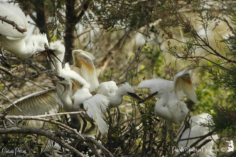 Little Egret