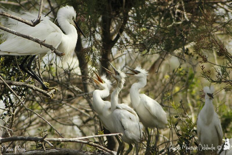 Little Egret